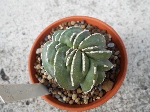 白雲閣です。綴化