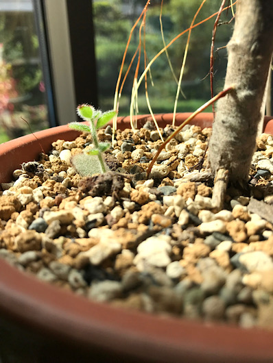 専用‼︎多肉植物^o^  葉挿し赤ちゃん　黒兎耳2コセット 挿し木した葉から出てきた黒兎耳の子ども。 - ずん♪の多肉植物と