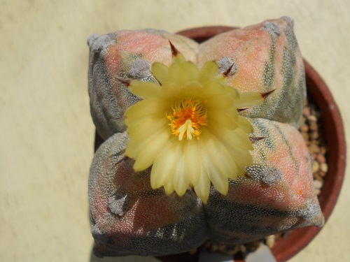 四角鸞鳳玉の花が咲いたころ。