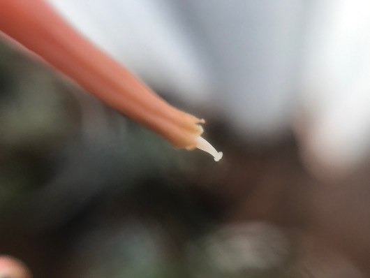 達磨臥牛の花の終わり