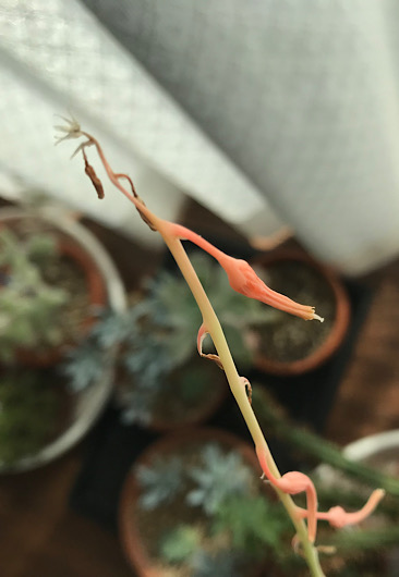 達磨臥牛の花の終わり