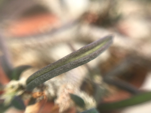 キリンドリフォリア・トゥビフェラ。 最も新しい10月1日の写真です