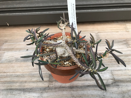 キリンドリフォリア・トゥビフェラ。 最も新しい10月1日の写真です