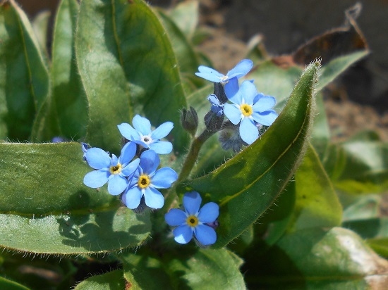 庭の花。ワスレナグサ。 - ずん♪の多肉植物と折り紙のあれこれ