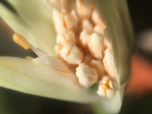 マユハケオモト