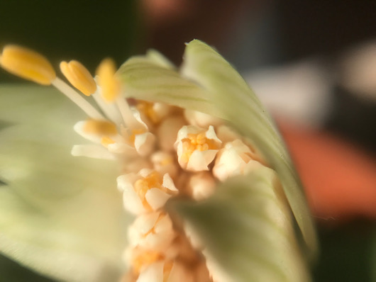 マユハケオモト