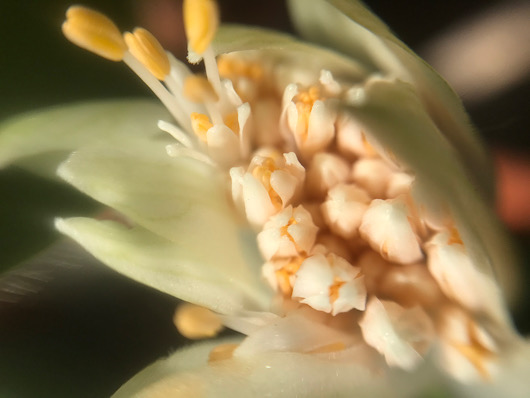 マユハケオモト