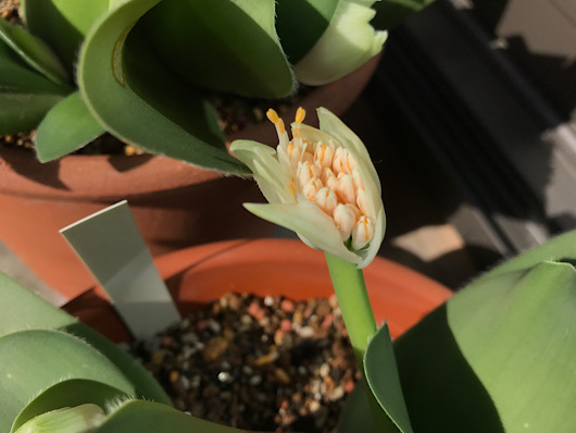 マユハケオモト