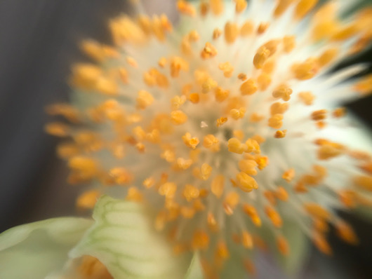 マユハケオモト