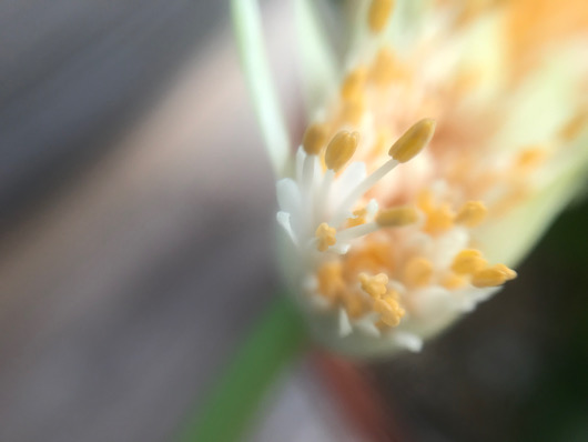 マユハケオモト