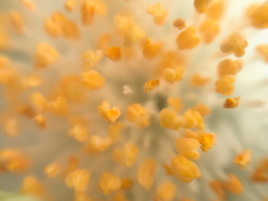 マユハケオモト