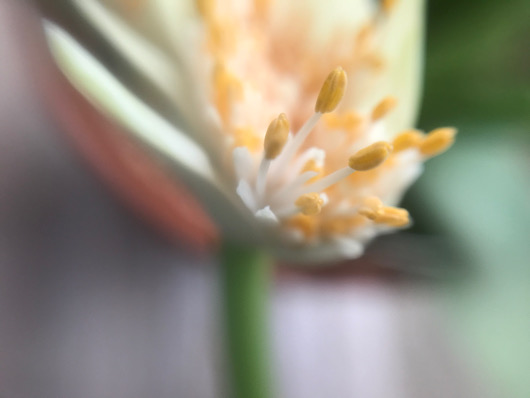 マユハケオモト