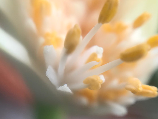 マユハケオモト