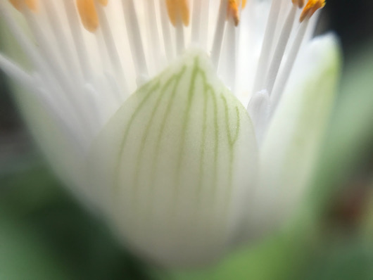 マユハケオモト