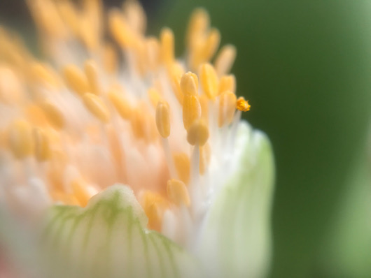 マユハケオモトの花はちいさな白い花が集まっている。 - ずん♪の多肉