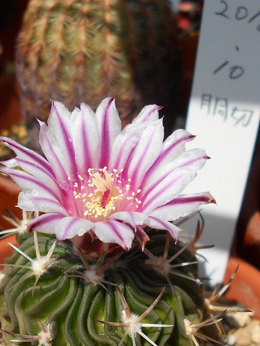 エキノフォスロカクタス・縮玉の花。2020年4月に撮影。 - ずん♪の多肉