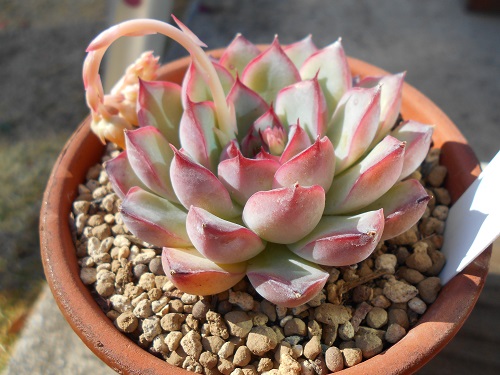 プリドニス。もうじき花が咲くかな？の頃。2019年1月16日は黄色い