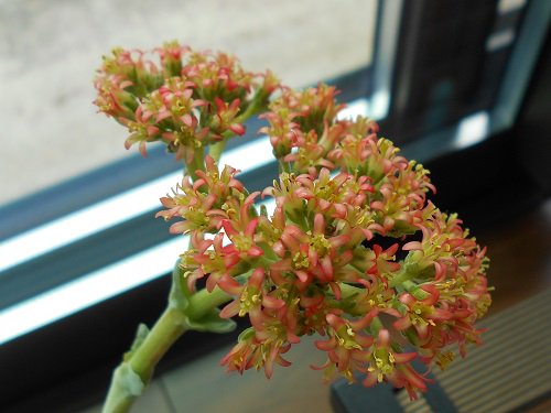 8月に咲いていた神刀の花。