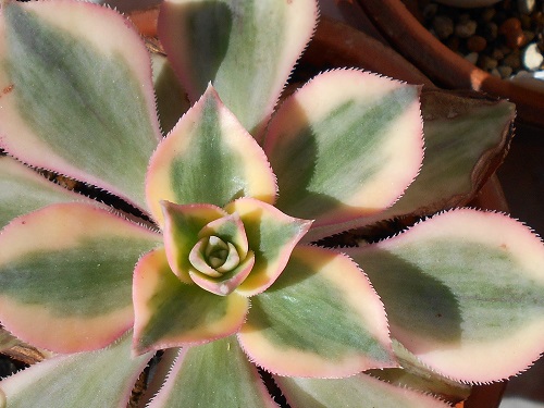 サンバースト。