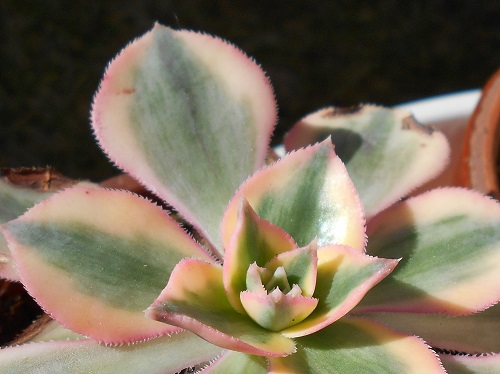 サンバースト。