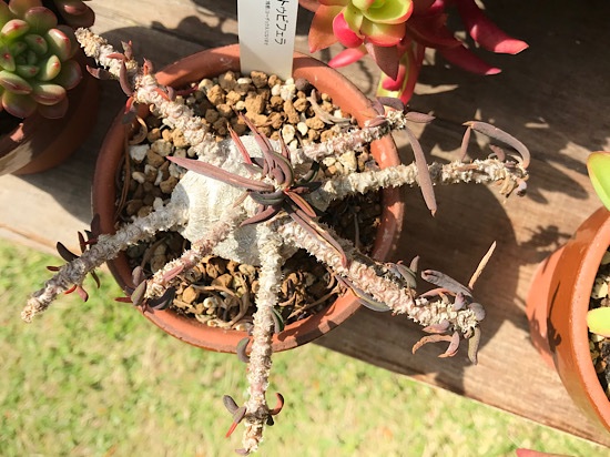 キリンドリフォリア・トゥビフェラ。うちの多肉。