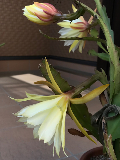 黄色い花の孔雀サボテン・新山吹。花が咲いた2023年の記録。 - ずん