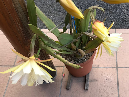 黄色い花の孔雀サボテン・新山吹。花が咲いた2023年の記録。 - ずん