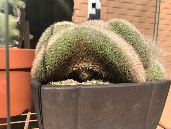 マミラリア・玉翁の根元。綴化のサボテンです。 - ずん♪の多肉