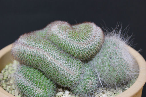 【多肉植物】マミラリア　玉翁 楽天市場】マミラリア・玉翁【観葉植物 サボテン 多肉植物 インテリア