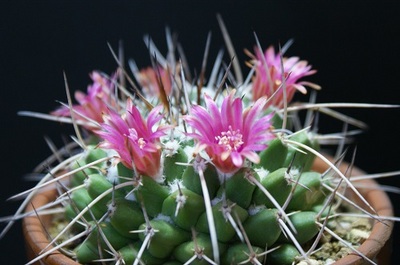 マミラリア・ブカレンシスの花。 - ずん♪の多肉植物と折り紙のあれこれ