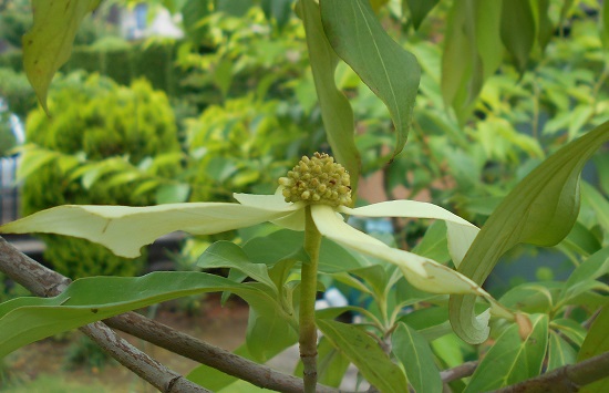 黄色いヤマボウシ