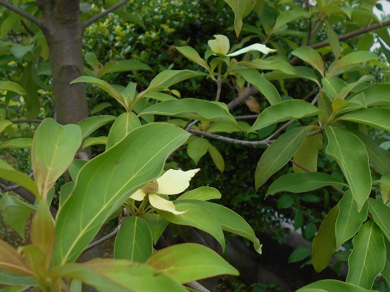 黄色いヤマボウシ