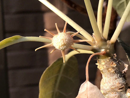 ドルステニア・フォエチダ