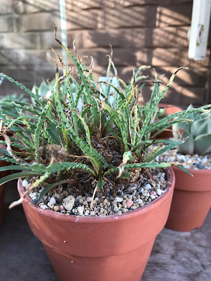 レディボウリア・ウンドゥラータ