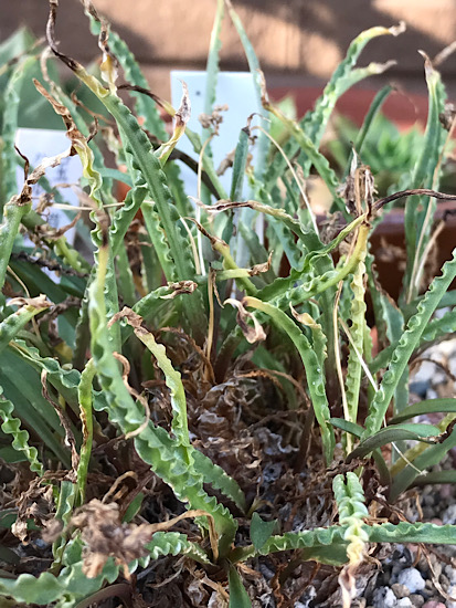 レディボウリア・ウンドゥラータ