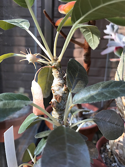 ドルステニア・フォエチダ