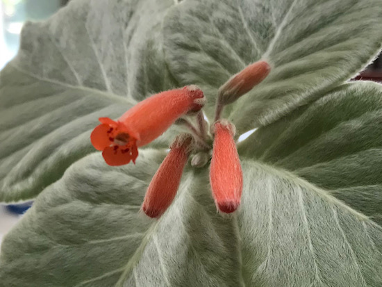 多肉植物の断崖の女王。花を見ています。 - ずん♪の多肉植物と折り紙