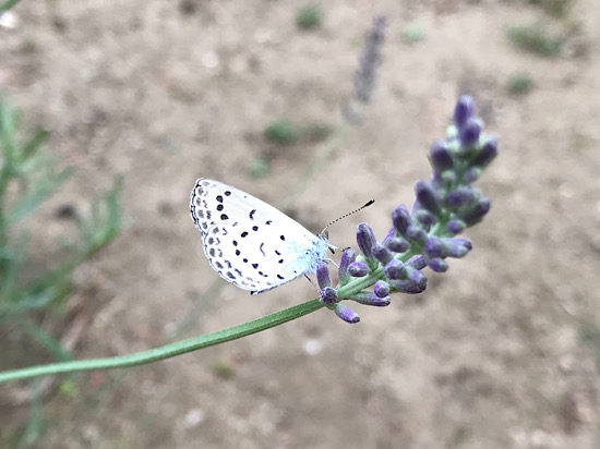 ラベンダーと蝶