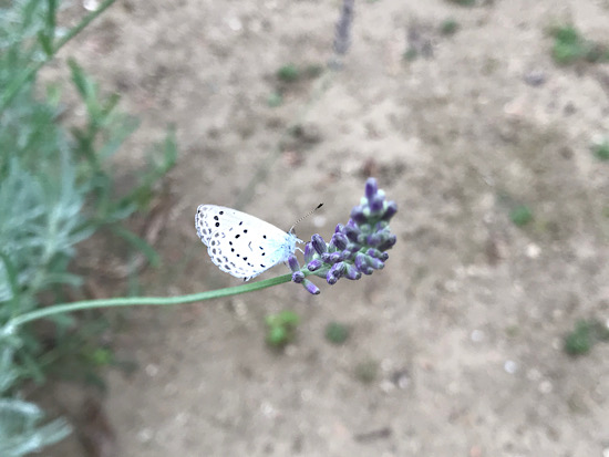 ラベンダーと蝶