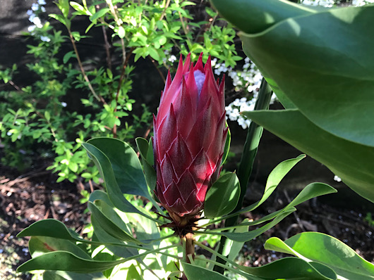 キングプロテアの蕾