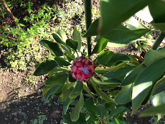 キングプロテアの蕾