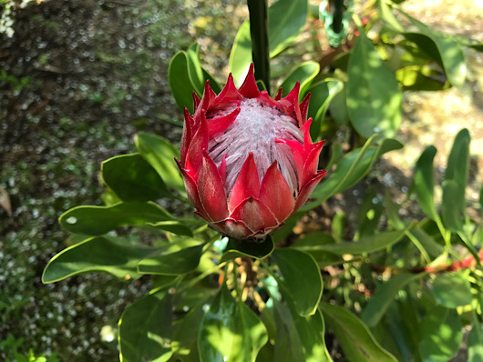 丸くなってきたキングプロテアの花。もうじき開花かなぁ？