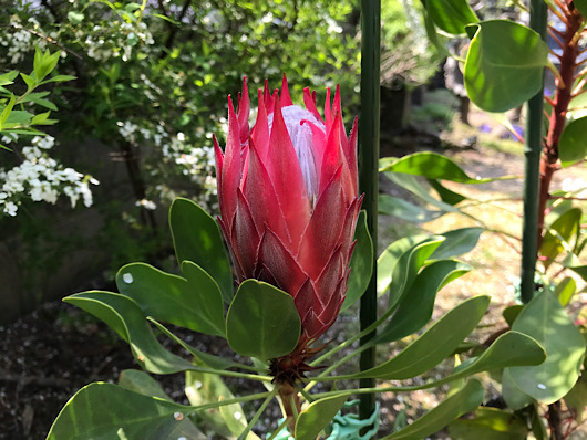 丸くなってきたキングプロテアの花。もうじき開花かなぁ？