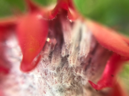 丸くなってきたキングプロテアの花。もうじき開花かなぁ？