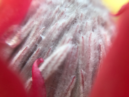 丸くなってきたキングプロテアの花。もうじき開花かなぁ？