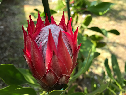 丸くなってきたキングプロテアの花。もうじき開花かなぁ？