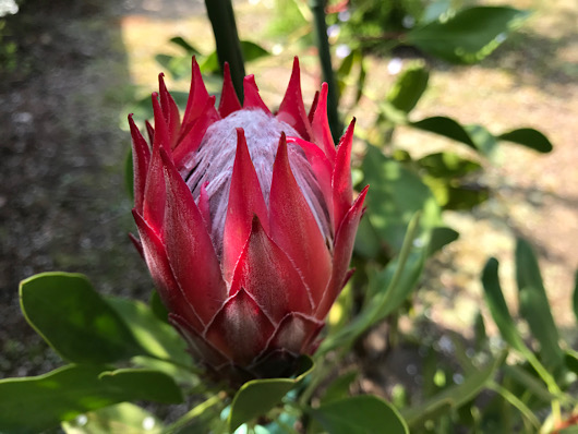 丸くなってきたキングプロテアの花。もうじき開花かなぁ？