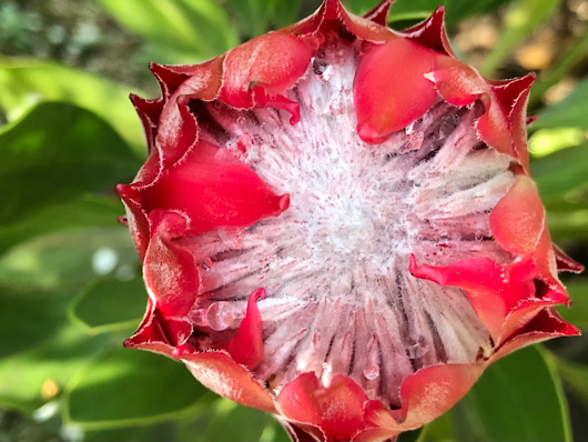 丸くなってきたキングプロテアの花。もうじき開花かなぁ？
