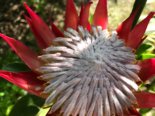 キングプロテア・リトルプリンス