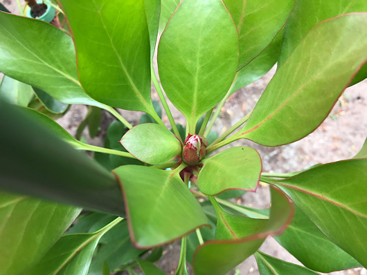 キングプロテア